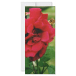 The Red Rose Rack Card