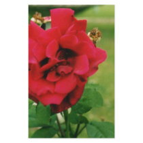 The Red Rose stationery