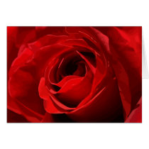 The Red Roses cards