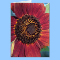 The Red Sunflower -All Occasion Cards cards