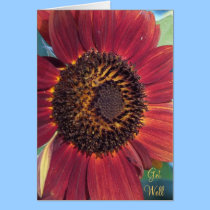 The Red Sunflower Get Well Card cards