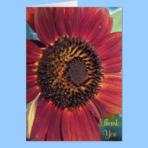 The Red Sunflower Thank You Card cards