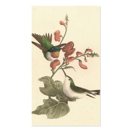 The Red-throated Hummingbird (Trochilus colubris) Business Card (back side)