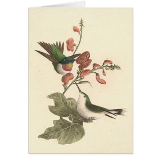 The Red-throated Hummingbird (Trochilus colubris) card
