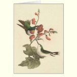 The Red-throated Hummingbird (Trochilus colubris) cards