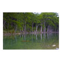 The Reflective Treeline posters by Roschetzky The Reflective Treeline posters