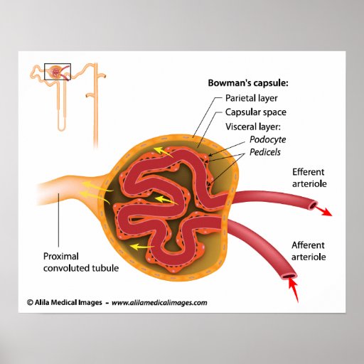 Gallery Nephron Diagram Labeled Renal Corpuscle
