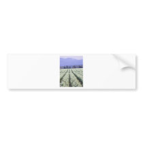 The road to paradise bumper sticker