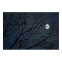 The Robin & The Moon posters