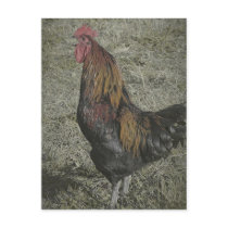 The Rooster Crows Post Cards