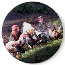 The Rooster Gang buttons by eelkat The Rooster Gang buttons