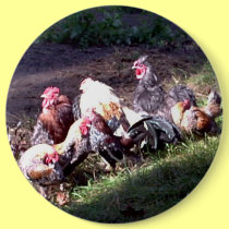 The Rooster Gang buttons