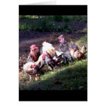 The Rooster Gang The Rooster Gang