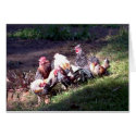 The Rooster Gang cards
