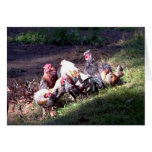 The Rooster Gang The Rooster Gang