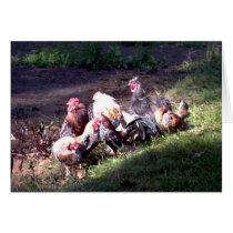 The Rooster Gang cards by eelkat The Rooster Gang cards