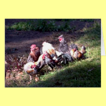 The Rooster Gang cards