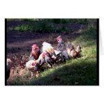 The Rooster Gang The Rooster Gang