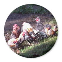 The Rooster Gang magnets