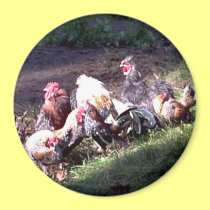 The Rooster Gang magnets