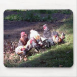 The Rooster Gang photo by Wendy C. Allen mousepads