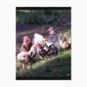 The Rooster Gang postcards