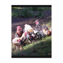 The Rooster Gang postcards
