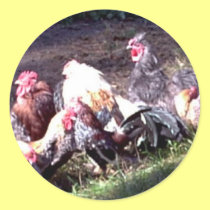 The Rooster Gang stickers