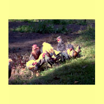 The Rooster Gang t-shirts