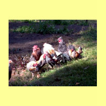 The Rooster Gang t-shirts