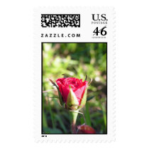 The Rose Bud postage