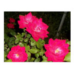 The Rose Bush Postcard
