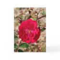 The Rose cards by bamagirl38 The Rose cards