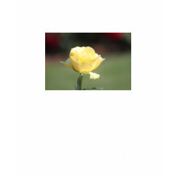 The Rose of Friendship shirt