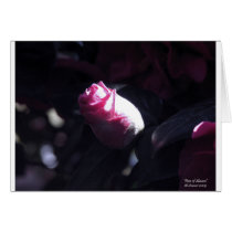 The Rose of Sharon cards by iluvtshirts The Rose of Sharon cards