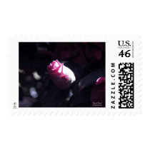 The Rose of Sharon postage