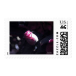 The Rose of Sharon stamps