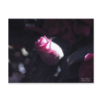 The Rose of Sharon postcards by iluvtshirts The Rose of Sharon postcards