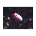 The Rose of Sharon Postcards