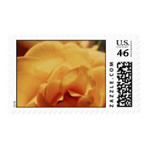 The Rose stamps
