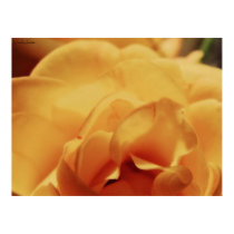 The Rose posters
