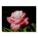 The Rose posters