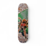 The Rosehair Tarantula Skateboard