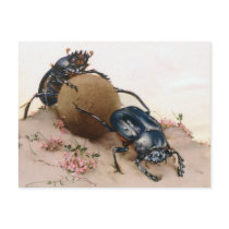THE SACRED BEETLE 2 POST CARDS