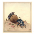 THE SACRED BEETLE - Insect Book Illustration posters