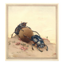 THE SACRED BEETLE - Insect Book Illustration posters