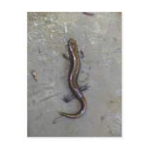 The Salamander Postcards