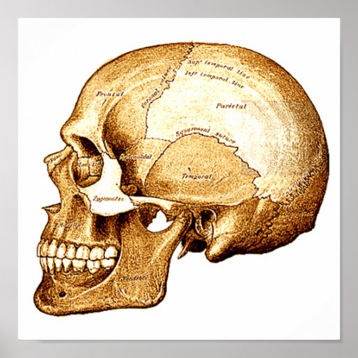 The Scientific Skull Poster | Zazzle