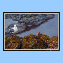 The Seagull and Squirrel posters