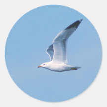 The Seagull Collection Sticker